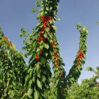 باغ گیلاس زرد آلو 650متر