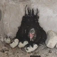 مرغ گلین و جوجه گلین