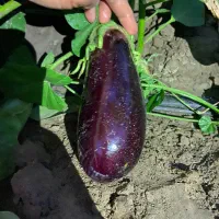 بادمجون جهرمی|خدمات باغبانی و درختکاری|جهرم, |دیوار