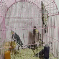 عروس هلندی|پرنده|باسمنج, |دیوار