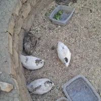 بلدرچین تخم گذار