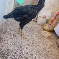 مرغ لاری افغان|پرنده|ایلام, |دیوار