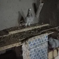 کبوتر نر|پرنده|ساوه, |دیوار