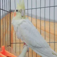 عروس هلندی لوتینو بامزه نر ۶ ماهه