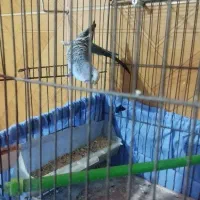 مرغ عشق نر اماده سرحال و کمی دستی