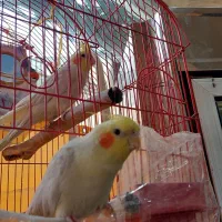 عروس هلندی|پرنده|سمنان, |دیوار