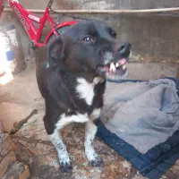 واگذاری سگ پاکوتاه