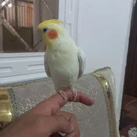 عروس هلندی سخنگو