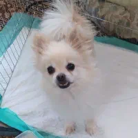 سگ پامرانین