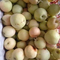 سیب انگور سرکه ای آلو سیاه لواشکی میوه فروشی|خوردنی و آشامیدنی|اصفهان, کوجان|دیوار