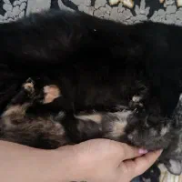 گربه