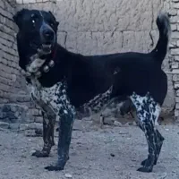 واگذاری سگکانگال آلابای پیتبول افغان نگهبانی|سگ|تهران, میدان میوه و ترهبار مرکزی|دیوار