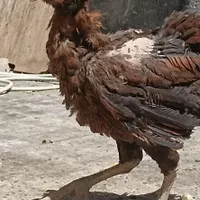 مرغ و خروس لاری|حیوانات مزرعه|تهران, سنگلج|دیوار