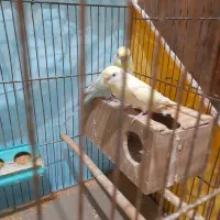 طوطی و مرغ عشق|پرنده|گرمی, |دیوار