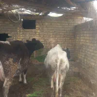 دو عدد گاو شیری  با دو عدد گوساله ۳۰۰و۱۵۰ کیلو