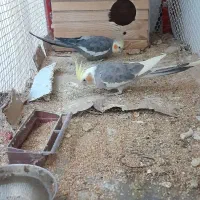 عروس نر ماده رو تخم