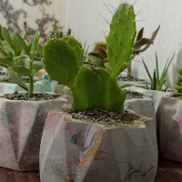 حراج گل و گلدان 35 تومن