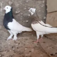 کبوتر رنگی و پلاکی وراوی|پرنده|وراوی, |دیوار