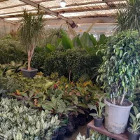 گل و گیاه آپارتمانی|گل و گیاه طبیعی|ری, بازار گل خاوران|دیوار