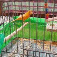 ۲ عددقناری نر مست آماده حلقه پا ۱۲۰۰|پرنده|خوی, |دیوار