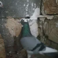 معاوضه با طوق