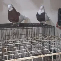 رنگی و بچ پلاکی