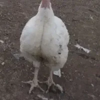 بوقلمون گوشتی