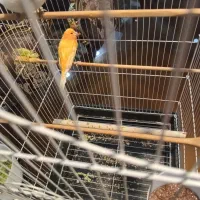 قناری ماده|پرنده|تهران, صادقیه|دیوار