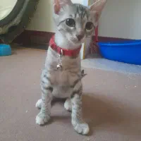 گربه میکس|گربه|گنبد کاووس, |دیوار