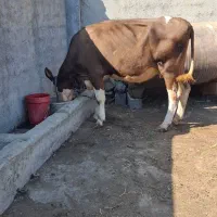 گاو سمینتال ابستن|حیوانات مزرعه|رامیان, |دیوار