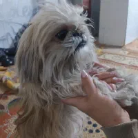 شیتزو سوپر فلت ماده