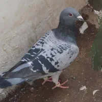 پلاکی نر