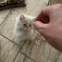 گربه