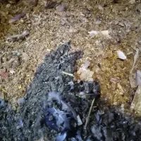 فضل مرغ واکفتر|خدمات باغبانی و درختکاری|اصفهان, حصه شمالی|دیوار