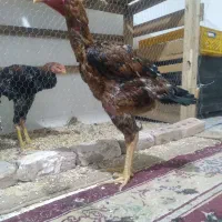 خروس لاری تورک