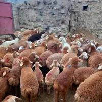 گوسفند پر گوشت تجریش نیاوران ازگل فرمانیه در زنده|حیوانات مزرعه|تهران, تهرانپارس غربی|دیوار