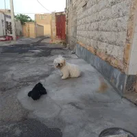 سگ پاپی شیتزو فلت