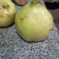 به درجه یک کیلو۵۰|خوردنی و آشامیدنی|شیراز, شهرک سعدی|دیوار