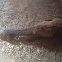 گوسفند افتاده