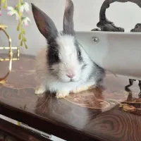 خرگوش بازیگوش