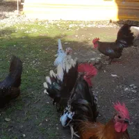 مرغ و خروس چینی خیلی قشنگ و سالم رامسر سادات شهر|حیوانات مزرعه|کتالم و سادات شهر, |دیوار