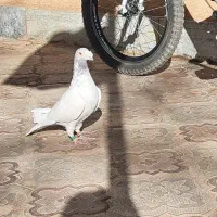 جفت کفتر