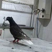 کبوتر رنگه دم طوقی سینه