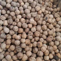 گردو|حراج|اقبالیه, |دیوار