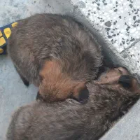 توله مالینوز