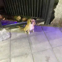 پامر. روباهی