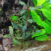 گیاه بوسفراندا آکواریوم