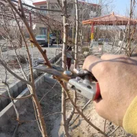 کلیه خدمات باغبانی