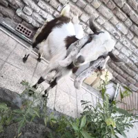 دو عدد گوسفند نر و ماده سالم