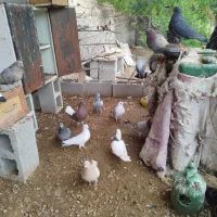 کبوتر بالاگیر|پرنده|گتوند, |دیوار